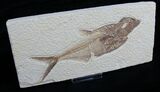 Large Diplomystus Fossil Fish #5484-2